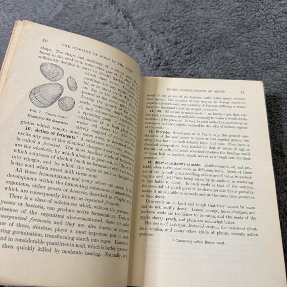 Antique Principles of Botany Book Bergen & Davis 1906 HC Illustrated Ginn & Co. - Picture 8 of 8